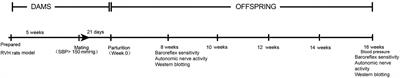 Parental Renovascular Hypertension-Induced Autonomic Dysfunction in Male Offspring Is Improved by Prenatal or Postnatal Treatment With Hydrogen Sulfide